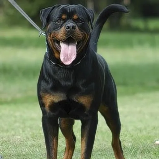 Harley Von Tonis Bergen